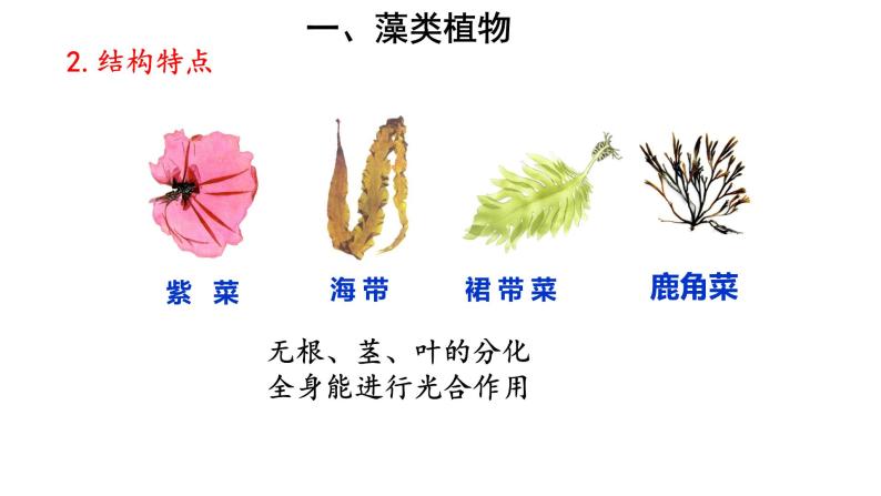 人教版七年级生物上册--3.1.1 藻类、苔藓和蕨类植物课件PPT05