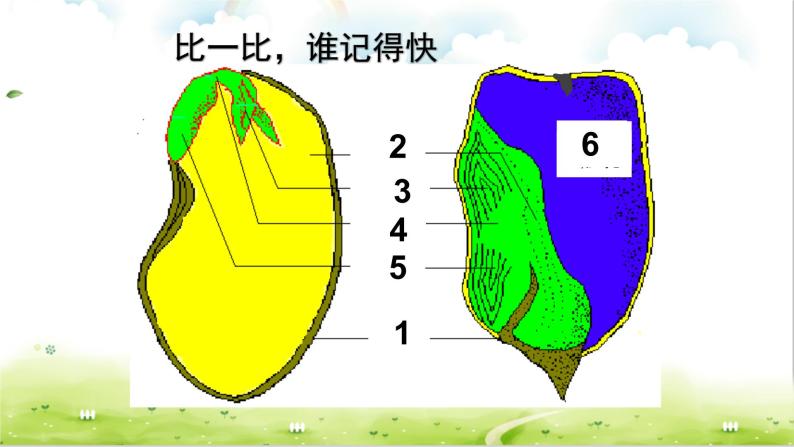 人教版七年级生物上册--3.1.2种子植物课件PPT06