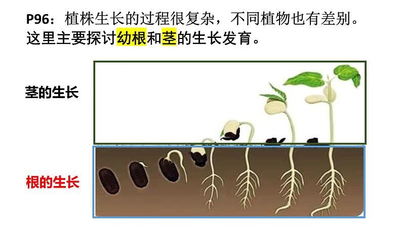 3.2.2植株的生长 课件第3页