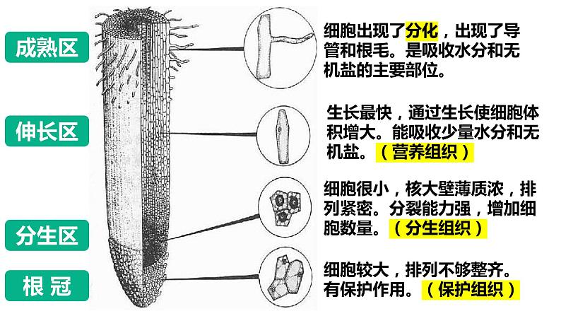 3.2.2植株的生长 课件第6页