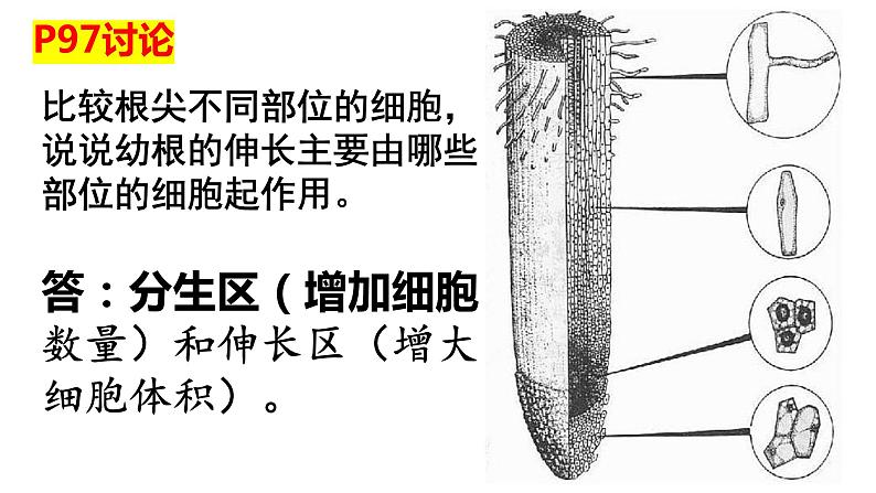 3.2.2植株的生长 课件第7页