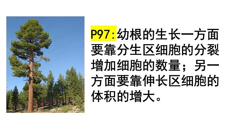 3.2.2植株的生长 课件第8页