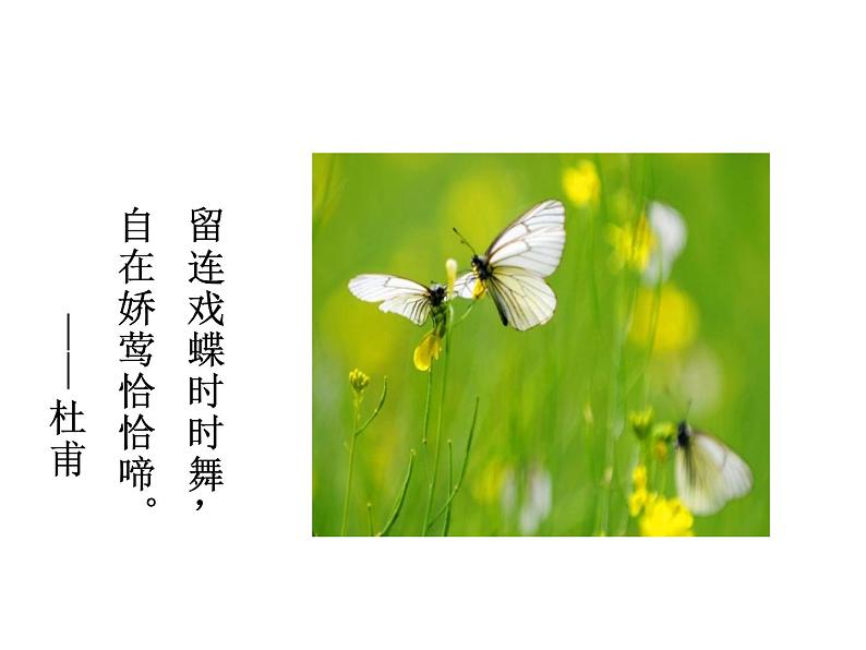 人教版八年级上册生物---5.3动物在生物圈中的作用(课件)03