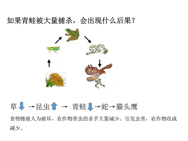 人教版八年级上册生物---5.3动物在生物圈中的作用(课件)04