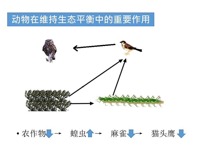人教版八年级上册生物---5.3动物在生物圈中的作用(课件)06