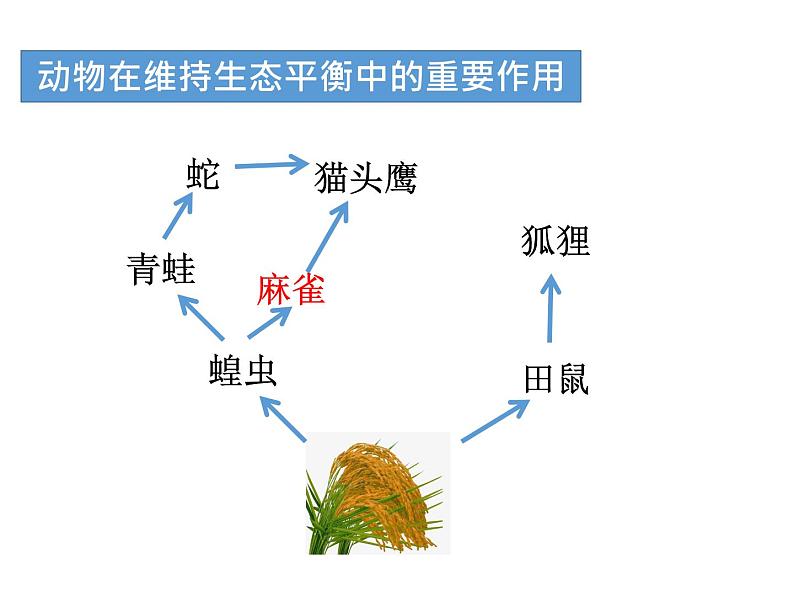 人教版八年级上册生物---5.3动物在生物圈中的作用(课件)07