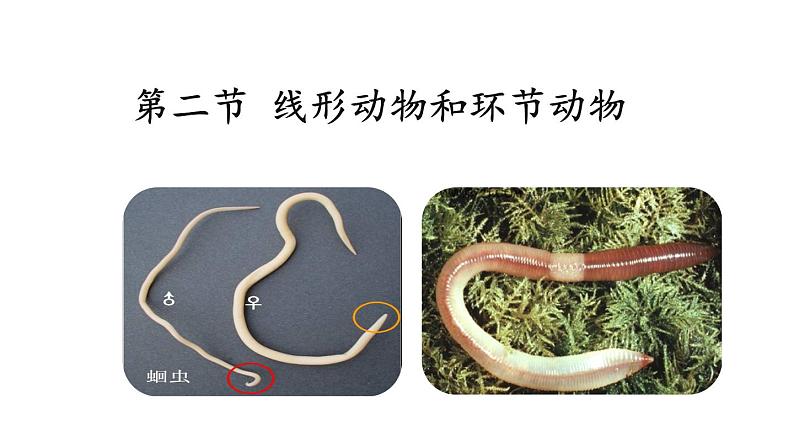 人教版八年级上册生物---5.1.2线形动物和环节动物课件(内含2段嵌入视频)第1页