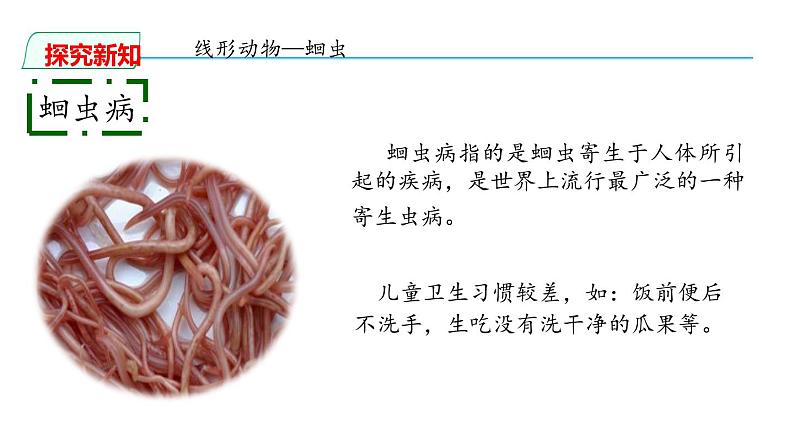 人教版八年级上册生物---5.1.2线形动物和环节动物课件(内含2段嵌入视频)第3页