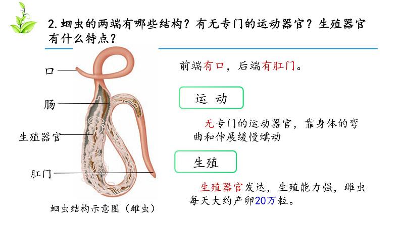 人教版八年级上册生物---5.1.2线形动物和环节动物课件(内含2段嵌入视频)第6页