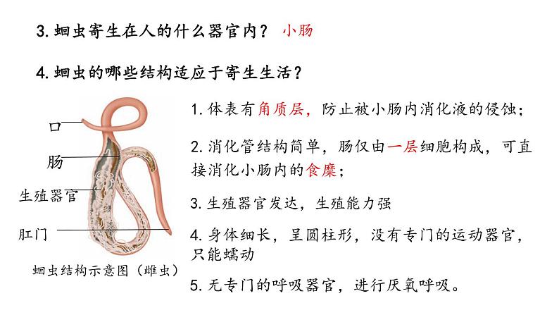 人教版八年级上册生物---5.1.2线形动物和环节动物课件(内含2段嵌入视频)第7页