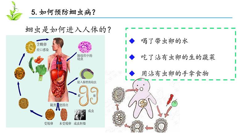 人教版八年级上册生物---5.1.2线形动物和环节动物课件(内含2段嵌入视频)第8页