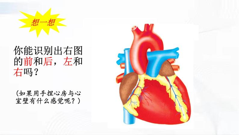 济南版生物七年级下册 第三单元 第三章 第二节 物质运输的器官 第2课时 课件08