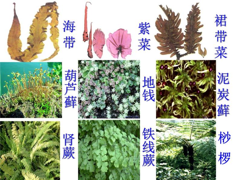 人教版生物七年级上3.1.1藻类、苔藓和蕨类植物 课件03