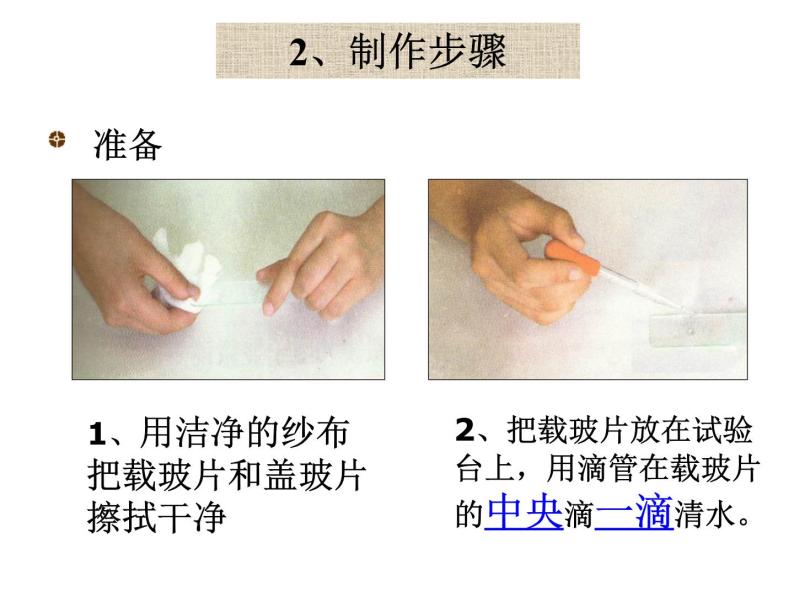 植物细胞PPT课件免费下载04