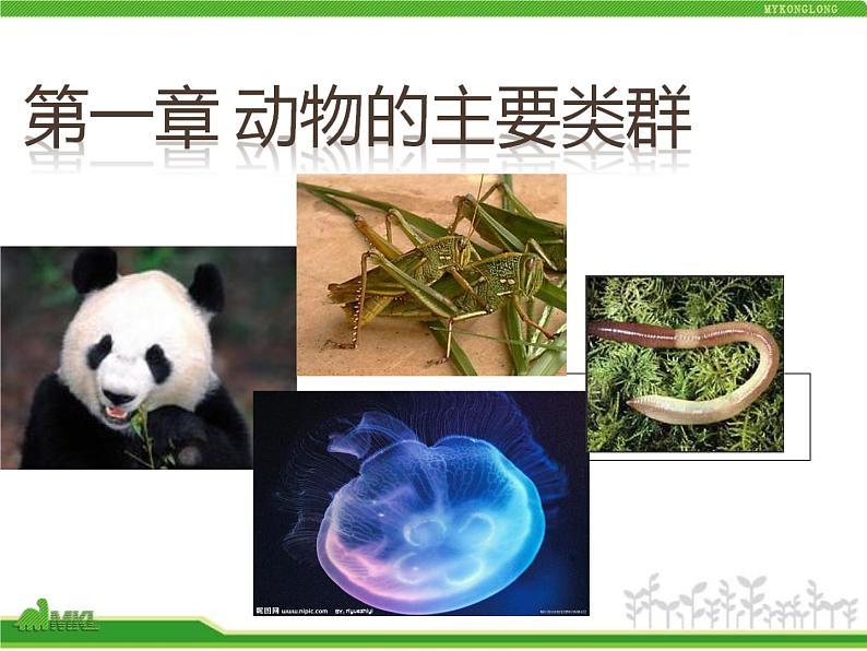 人教版八年级生物上册 5.1.1 腔肠动物和扁形动物 课件第1页