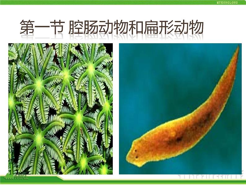 人教版八年级生物上册 5.1.1 腔肠动物和扁形动物 课件第3页