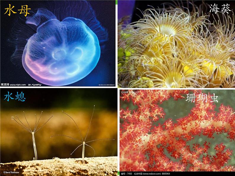 人教版八年级生物上册 5.1.1 腔肠动物和扁形动物 课件第6页