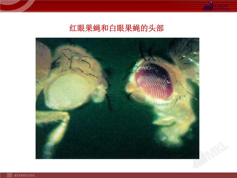 初中生物多媒体教学课件:第7单元 第2章 第5节 生物的变异(人教版八年级下册)第6页