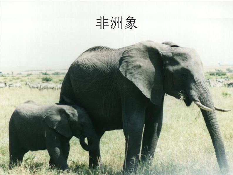 人教版八年级生物下册 7-2 第1节 基因控制生物的性状 课件第4页