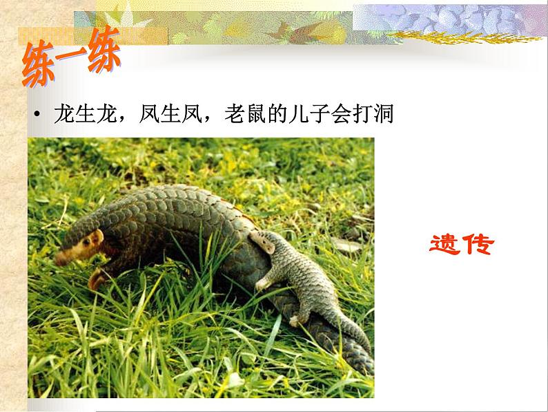 人教版八年级生物下册 7-2 第1节 基因控制生物的性状 课件第8页