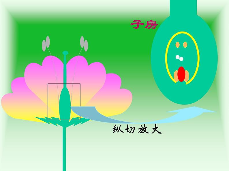 人教版八年级生物下册 7-1 第1节植物的生殖 课件第4页