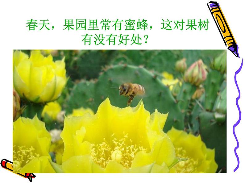 人教版八年级下册 生物:7.1.1 植物的生殖和发育 课件第2页