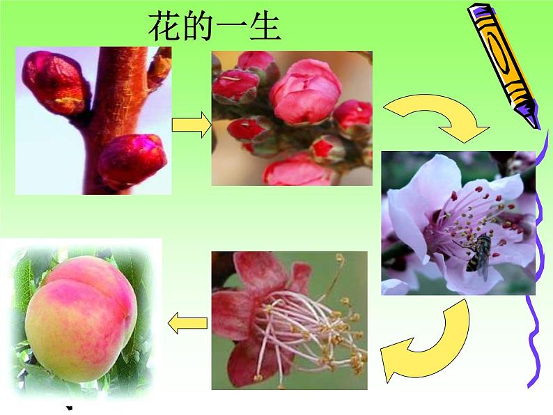人教版八年级下册 生物:7.1.1 植物的生殖和发育 课件第3页