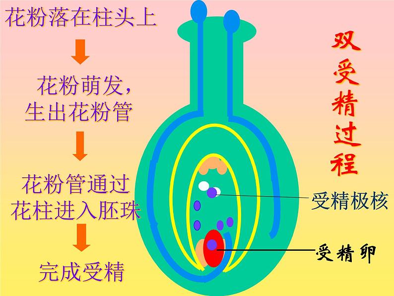 人教版八年级下册 生物:7.1.1 植物的生殖和发育 课件第6页
