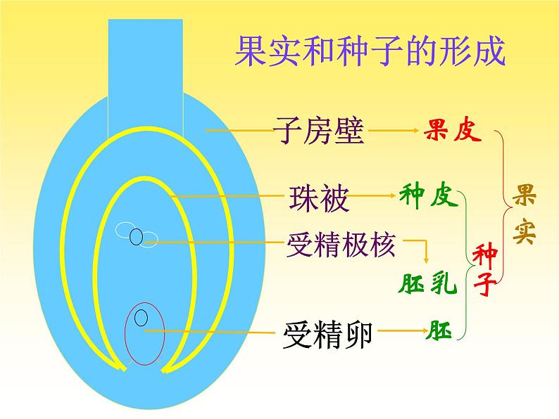 人教版八年级下册 生物:7.1.1 植物的生殖和发育 课件第7页