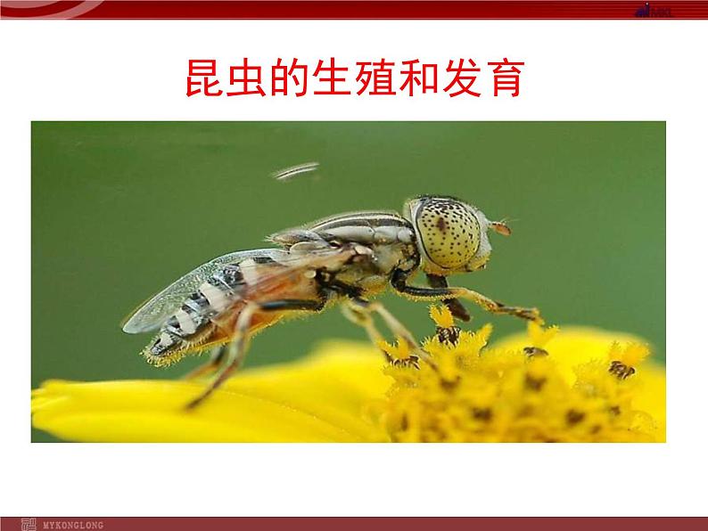 人教版八年级生物下册 7-1 第2节昆虫的生殖和发育 课件第1页
