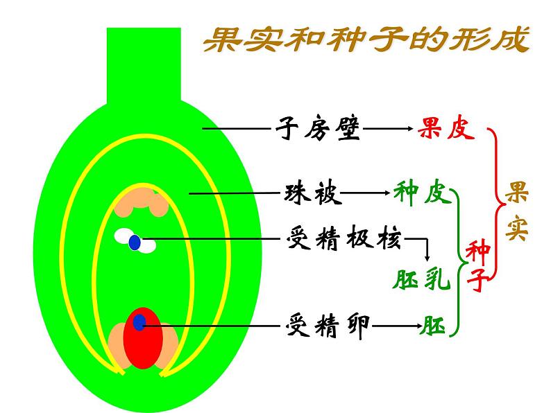 八年级下册期末复习生物课件PPT04