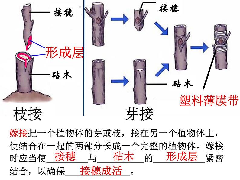 八年级下册期末复习生物课件PPT07
