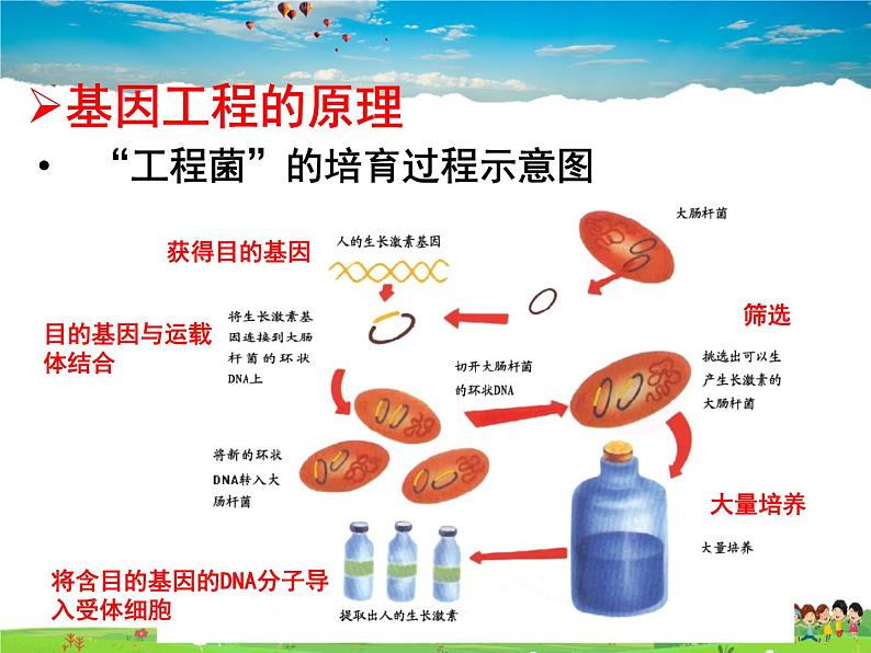 基因工程PPT课件免费下载03