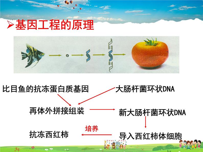基因工程PPT课件免费下载08