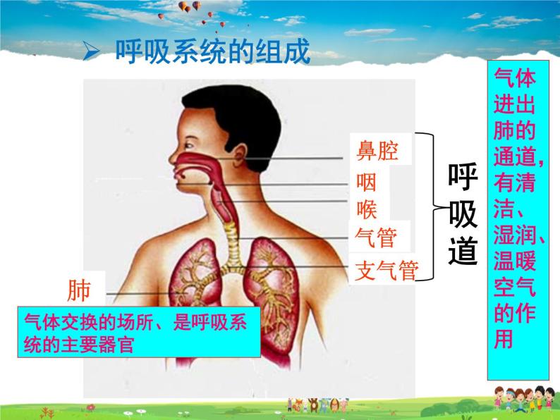 人体与外界的气体交换PPT课件免费下载05