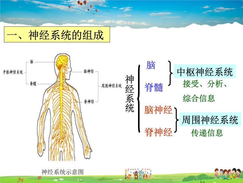 神经调节的结构基础PPT课件免费下载02