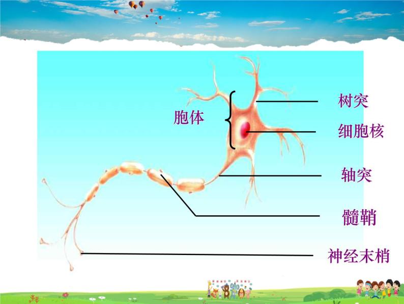 神经调节的结构基础PPT课件免费下载05