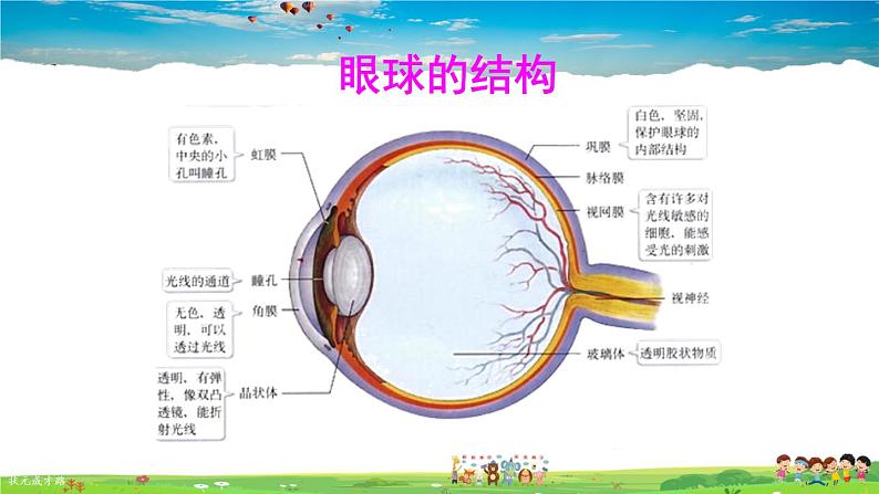 第六章 人体生命活动的调节 人体对外界环境的感知 第1课时 眼和视觉课件PPT07