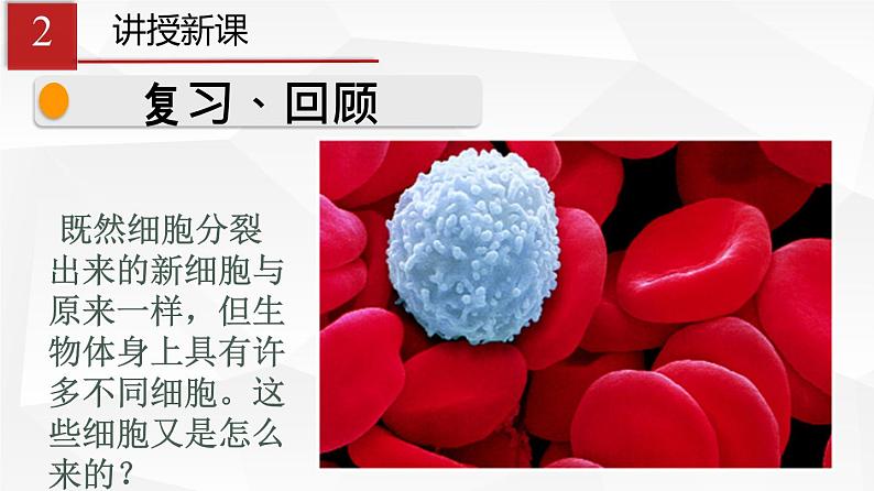 2.2.2 动物体的结构层次 课件 初中生物人教版 七年级上册(2021年)第4页
