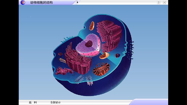 2.2.2 动物体的结构层次 课件 初中生物人教版 七年级上册(2021年)第5页