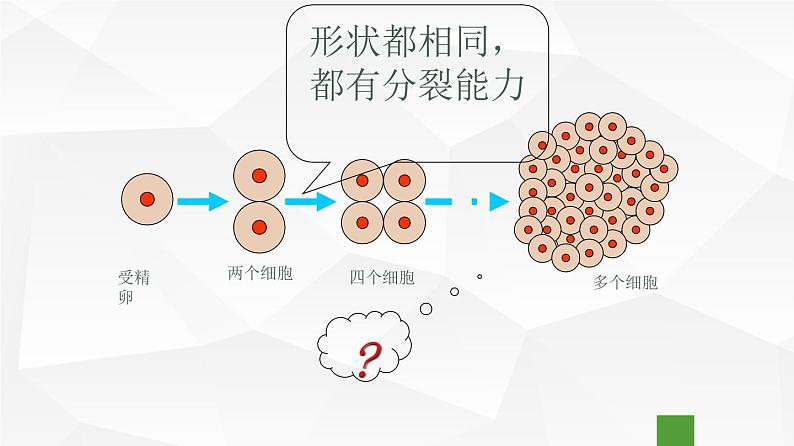 2.2.2 动物体的结构层次 课件 初中生物人教版 七年级上册(2021年)第8页