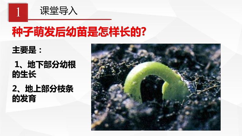 3.2.2 植株的生长 课件 初中生物人教版 七年级上册(2021年)第3页