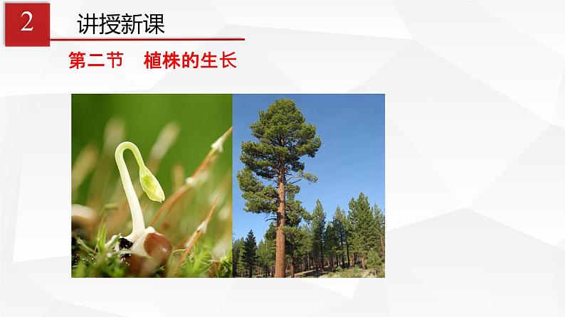 3.2.2 植株的生长 课件 初中生物人教版 七年级上册(2021年)第4页