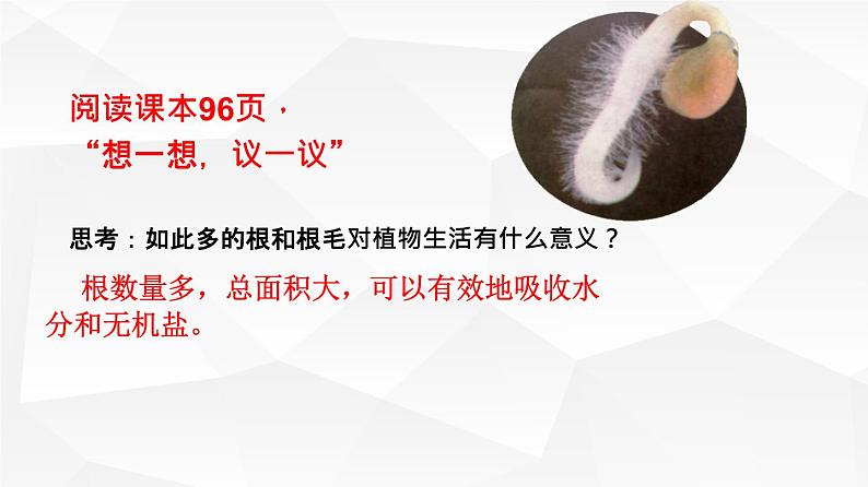 3.2.2 植株的生长 课件 初中生物人教版 七年级上册(2021年)第5页