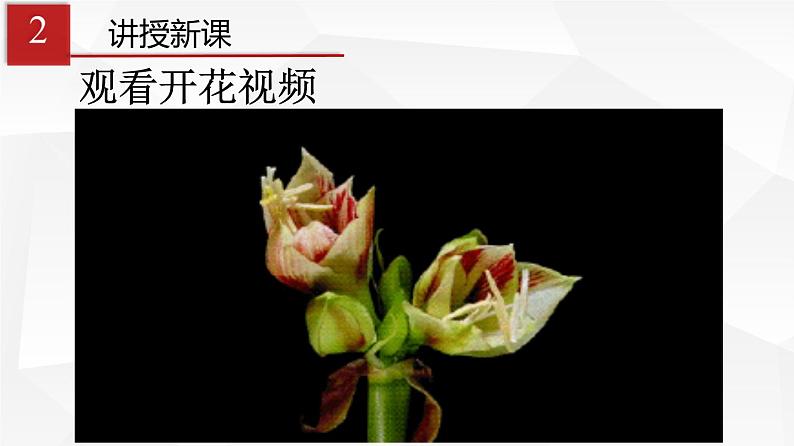 3.2.3 开花和结果 课件 初中生物人教版 七年级上册(2021年)04