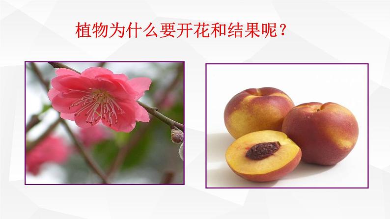 3.2.3 开花和结果 课件 初中生物人教版 七年级上册(2021年)05