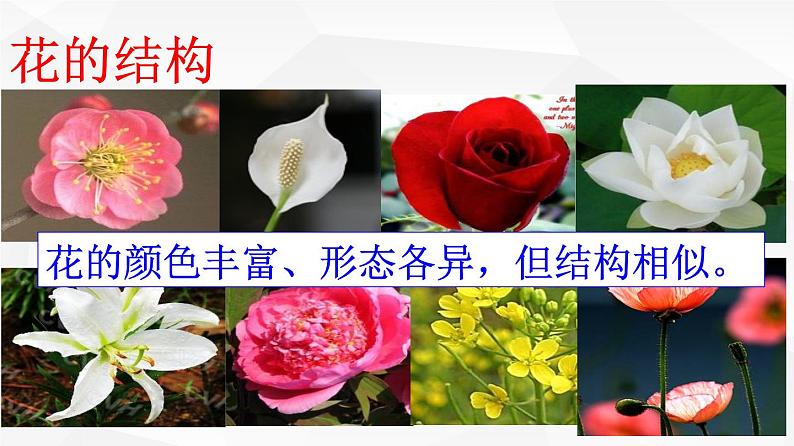 3.2.3 开花和结果 课件 初中生物人教版 七年级上册(2021年)06