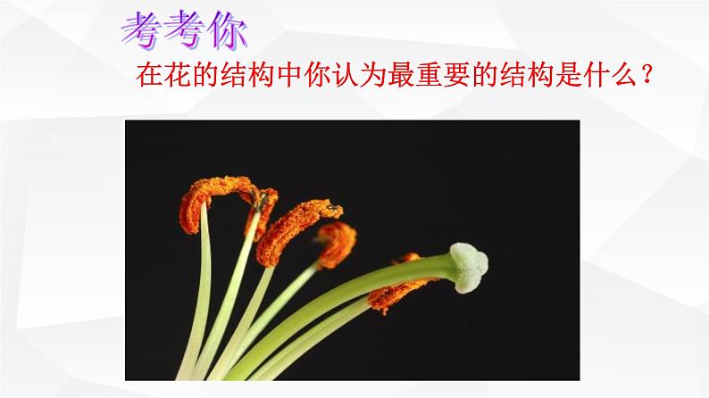 3.2.3 开花和结果 课件 初中生物人教版 七年级上册(2021年)08