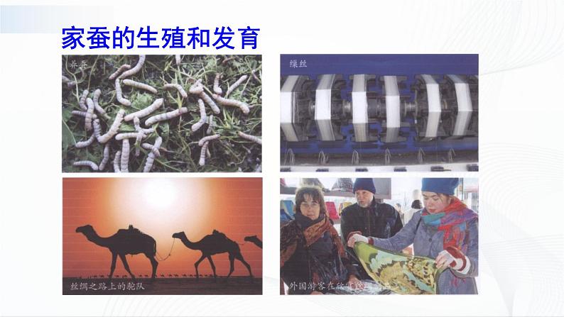 第二节 昆虫的生殖和发育 课件第5页