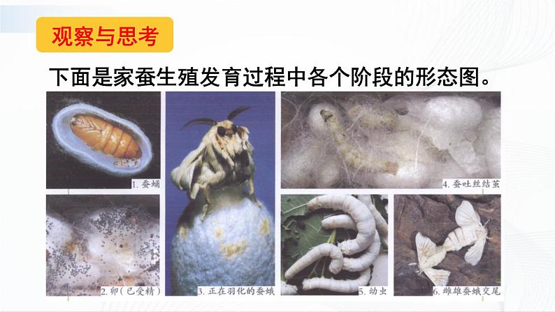 第二节 昆虫的生殖和发育 课件第7页